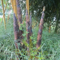 Phyllostachys vivax 'aureocaulis '