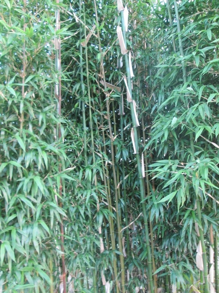 Semiarundinaria Fastuosa