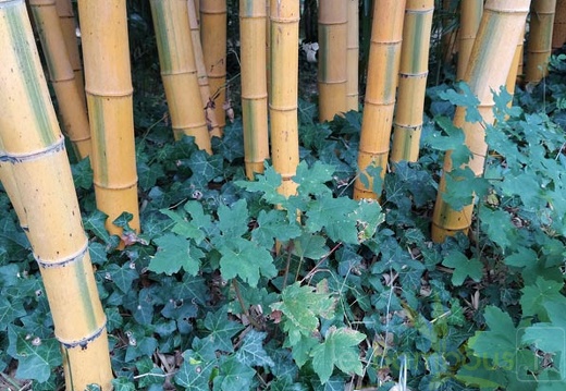 IMG 20200919 095118- edulis bicolor (359 visits) IMG 20200919 095118- edulis bicolor