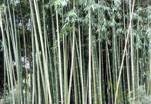 IMG 20200919 102007- fimbriligula (338 visits) IMG 20200919 102007- fimbriligula