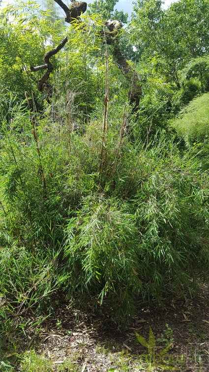 20200703 Fargesia Yulongshanensis Planbuisson (2)