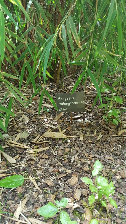 20200703 Fargesia Yulongshanensis Planbuisson (3)