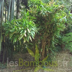 20200822 Indocalamus Latifolius Anduze (3)