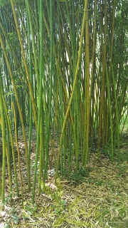 20200703 Phyllostachys Angusta Planbuisson (1)