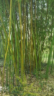 20200703 Phyllostachys Angusta Planbuisson (3)