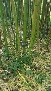 20200703 Phyllostachys Angusta Planbuisson (4)