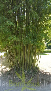 20200822 Phyllostachys Angusta Anduze (1)