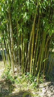 20200822 Phyllostachys Angusta Anduze (3)