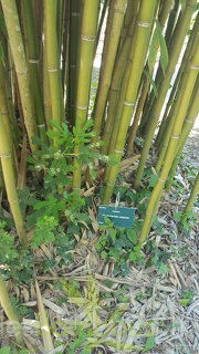 20200822 Phyllostachys Angusta Anduze (4)