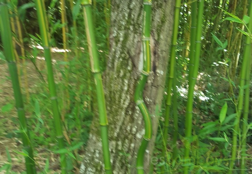 20200703 Phyllostachys Arcana 'Luteosulcata' Planbuisson  (1)