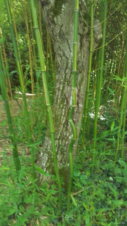 20200703 Phyllostachys Arcana 'Luteosulcata' Planbuisson  (1)