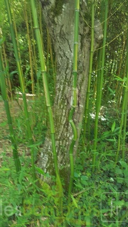 20200703 Phyllostachys Arcana 'Luteosulcata' Planbuisson  (1)