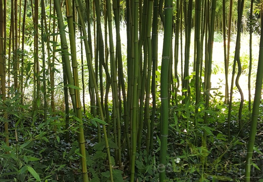 20200703 Phyllostachys Arcana 'Luteosulcata' Planbuisson  (2)