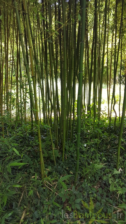 20200703 Phyllostachys Arcana 'Luteosulcata' Planbuisson  (2)