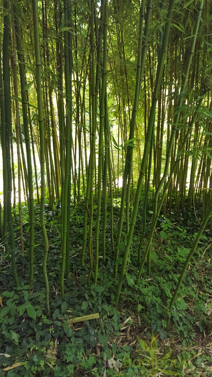 20200703 Phyllostachys Arcana 'Luteosulcata' Planbuisson  (3)