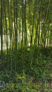 20200703 Phyllostachys Arcana 'Luteosulcata' Planbuisson  (3)