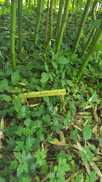 20200703 Phyllostachys Arcana 'Luteosulcata' Planbuisson  (4)