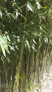 20200822 Phyllostachys Aureosulcata Anduze (3)