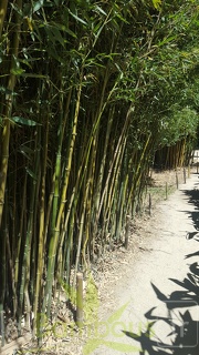 20200822 Phyllostachys Aureosulcata Anduze (4)