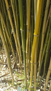 20200822 Phyllostachys Aureosulcata Anduze (5)