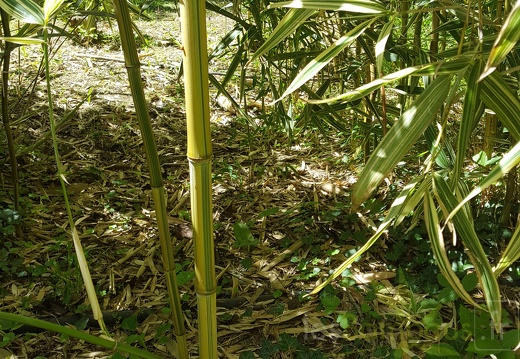 20200703 Phyllostachys aureosulcata 'Argus' 'Flavostriata' Planbuisson (2)