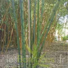 20200822 Phyllostachys Bambusoides Anduze (2)