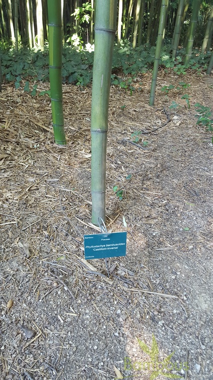 20200822 Phyllostachys bambusoides 'Castilloni Inversa' Anduze (1)