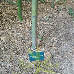 20200822 Phyllostachys bambusoides 'Castilloni Inversa' Anduze (1)