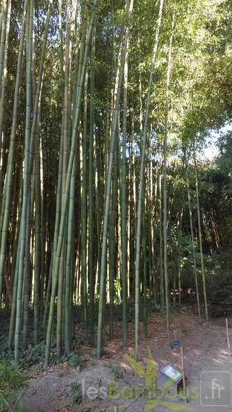20200822 Phyllostachys bambusoides 'Castilloni Inversa' Anduze (2) - 20200822 Phyllostachys bambusoides 'Castilloni Inversa' Anduze (2).jpg 20200822 Phyllostachys bambusoides 'Castilloni Inversa' Anduze (2).jpg