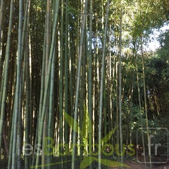20200822 Phyllostachys bambusoides 'Castilloni Inversa' Anduze (2)