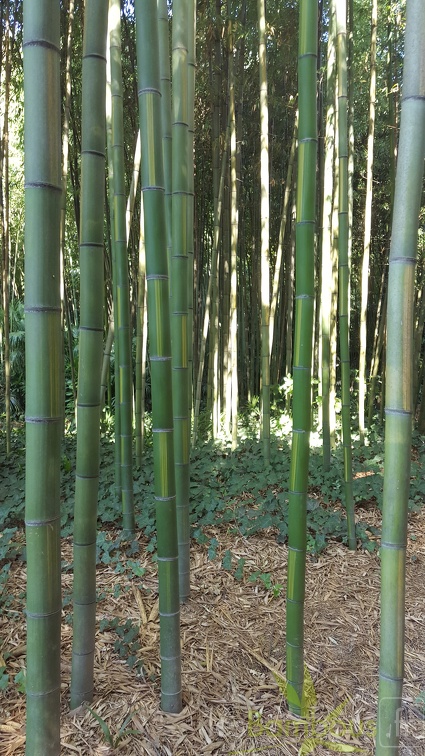20200822 Phyllostachys bambusoides 'Castilloni Inversa' Anduze (3)
