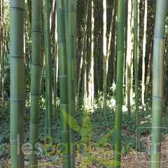 20200822 Phyllostachys bambusoides 'Castilloni Inversa' Anduze (3)