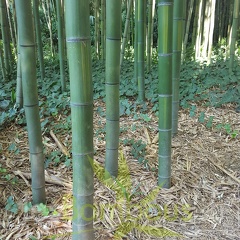 20200822 Phyllostachys bambusoides 'Castilloni Inversa' Anduze (4)