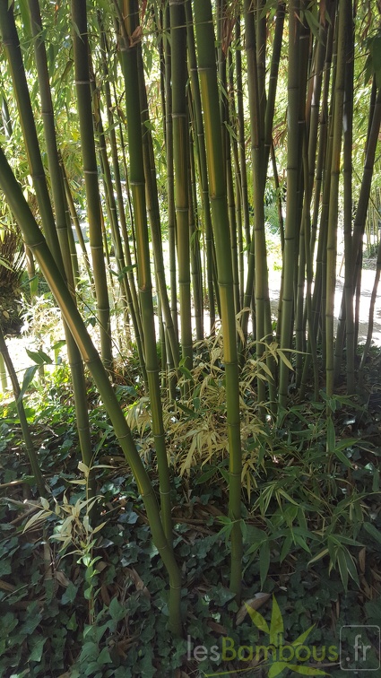 20200822 Phyllostachys bambusoides 'Castilloni Inversa' Anduze (5)