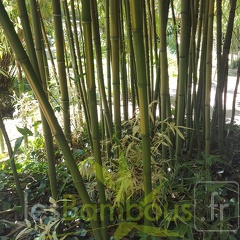 20200822 Phyllostachys bambusoides 'Castilloni Inversa' Anduze (5)