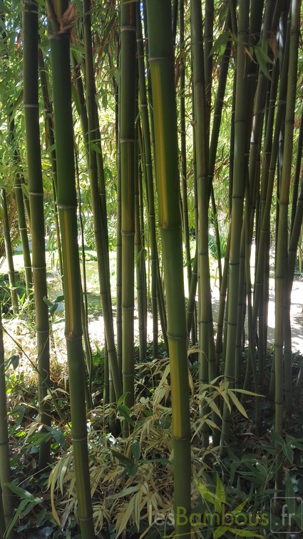20200822 Phyllostachys bambusoides 'Castilloni Inversa' Anduze (6)