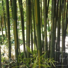 20200822 Phyllostachys bambusoides 'Castilloni Inversa' Anduze (6)