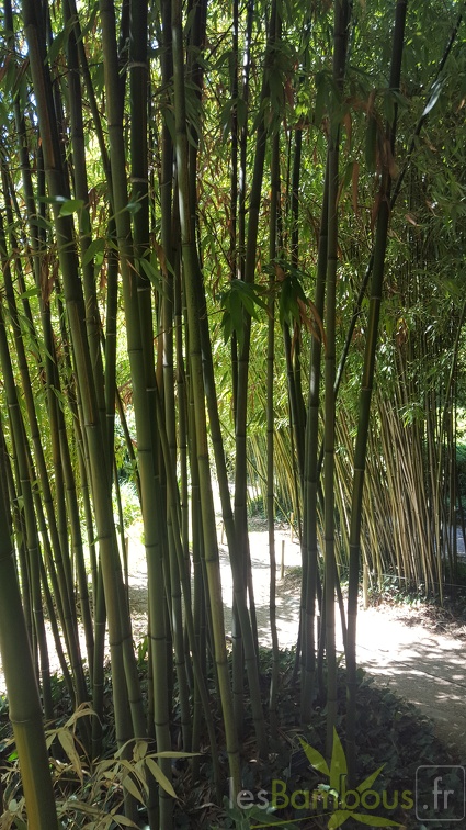 20200822 Phyllostachys bambusoides 'Castilloni Inversa' Anduze (7)