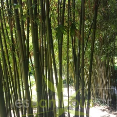20200822 Phyllostachys bambusoides 'Castilloni Inversa' Anduze (7)
