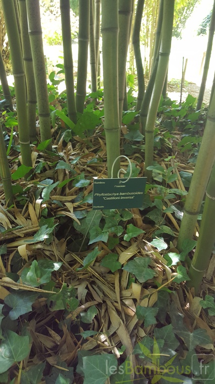 20200822 Phyllostachys bambusoides 'Castilloni Inversa' Anduze (8)