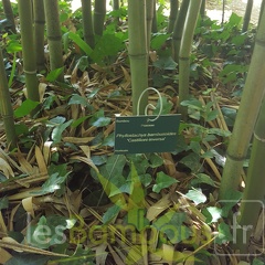 20200822 Phyllostachys bambusoides 'Castilloni Inversa' Anduze (8)