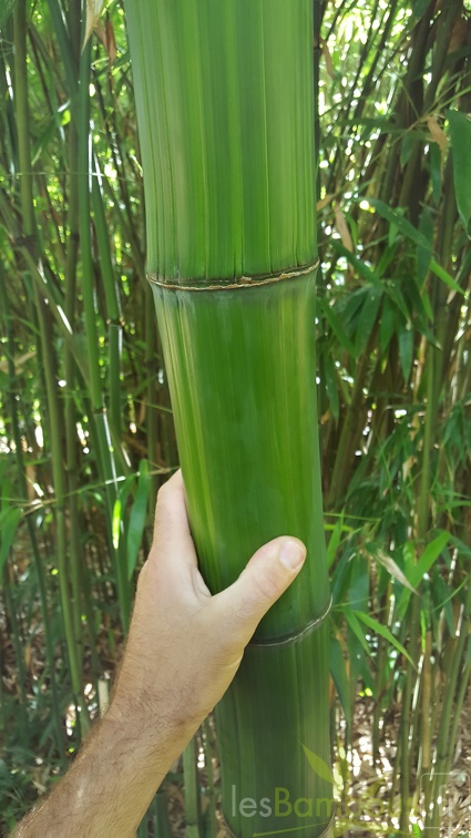 20200703 Phyllostachys Bambusoides 'Marliacea' Planbuisson (1)