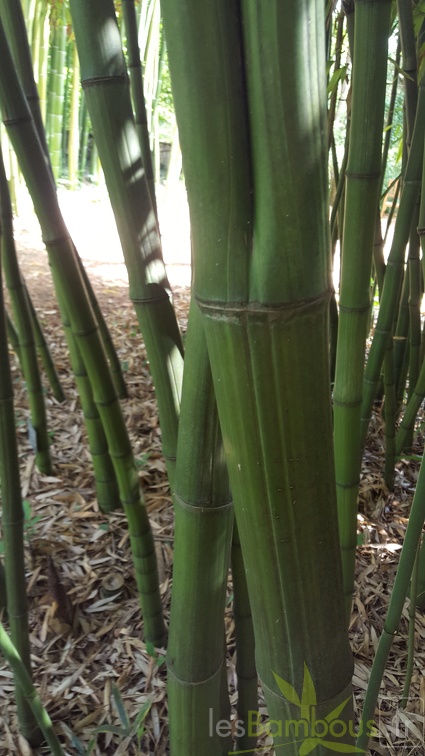 20200703 Phyllostachys Bambusoides 'Marliacea' Planbuisson (2)