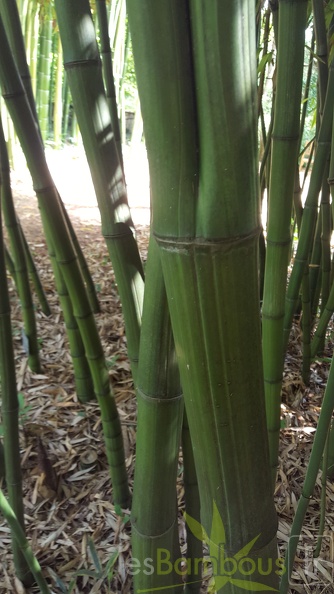 20200703 Phyllostachys Bambusoides 'Marliacea' Planbuisson (2)