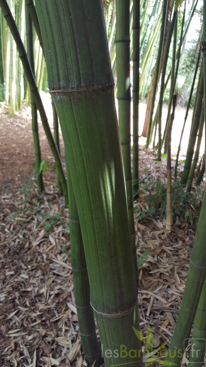 20200703 Phyllostachys Bambusoides 'Marliacea' Planbuisson (3)