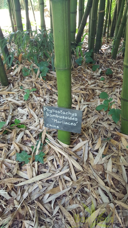 20200703 Phyllostachys Bambusoides 'Marliacea' Planbuisson (4)