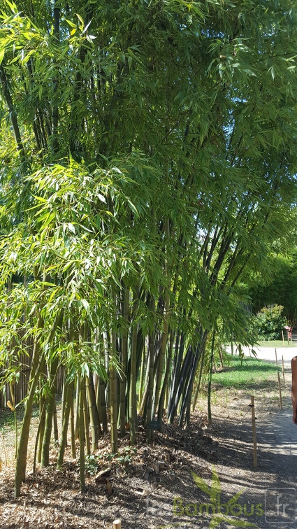 20200822 Phyllostachys Bambusoides 'Marliacea' Anduze (1)