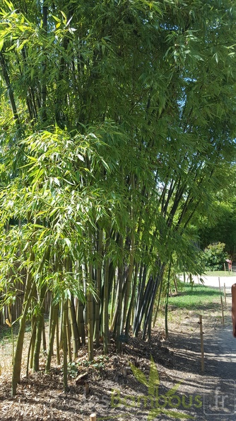 20200822 Phyllostachys Bambusoides 'Marliacea' Anduze (1)