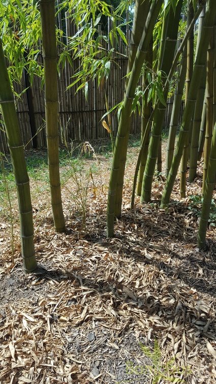 20200822 Phyllostachys Bambusoides 'Marliacea' Anduze (2)