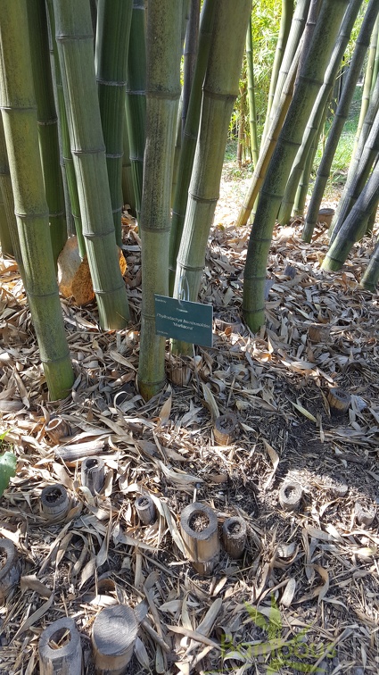 20200822 Phyllostachys Bambusoides 'Marliacea' Anduze (3)